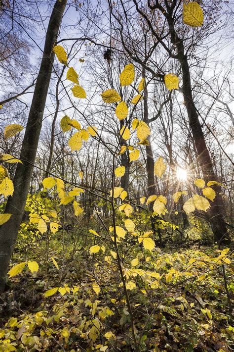We did not find results for: different deciduous trees | Deciduous trees, Tree, Fall photos