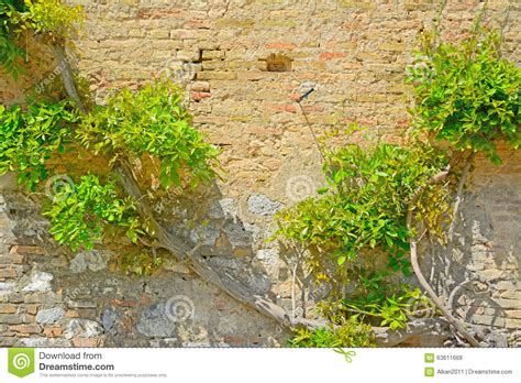 Climbing Plant On A Brick Wall Stock Photo Image Of Medieval Green