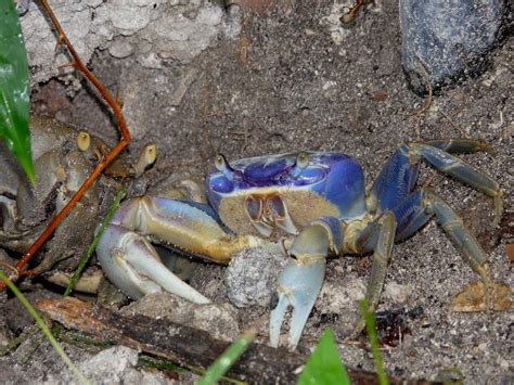 Blue Land Crab At Key West P1030579 Blue Land Crab Cardis Flickr