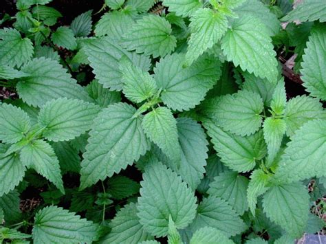 We did not find results for: Stinging Nettle - The Nature Place Day Camp