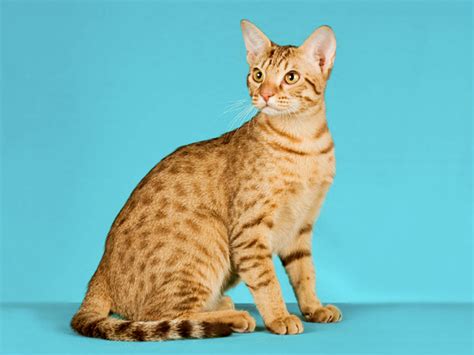 Ocicat Chocolate Fur Kittycats Breedables Wiki Fandom