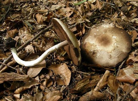 Parasolpilz mit schwarzen Lamellen