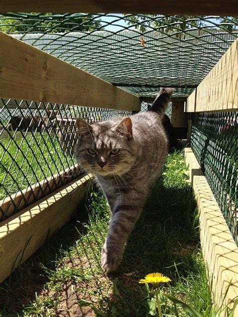 How To Build A Catio Your Cat Will Love Outdoor Cat Run Outdoor Cat