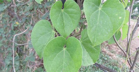 Medicinal Plants Tinospora Cordifolia Guduchi Giloy Gulvel Seendal