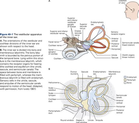 Vestibular System Kines 200 Introductory Neuroscience