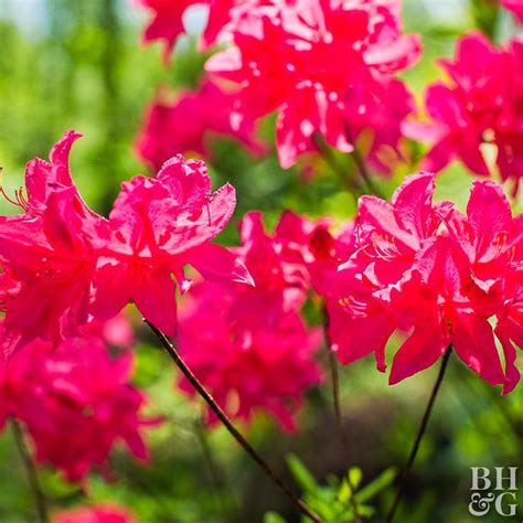 The 18 Best Flowering Shrubs For Colorful Landscapes By Season