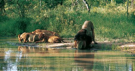 World Lion Day A Tribute To The King Of The Beasts Londolozi Blog