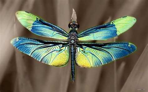 Dragonfly Smilingbagel