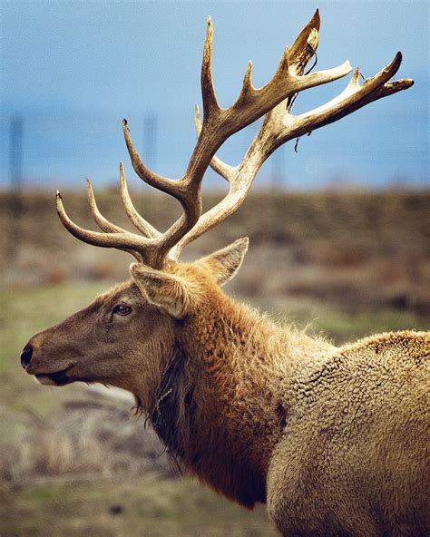 Tule Elk State Natural Reserve Visitors Guide — Flying Dawn Marie