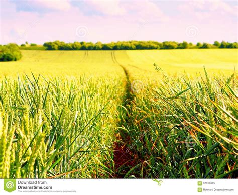 Lane Of Ripening Wheat Shinning Young Green Wheat Corns Growing In