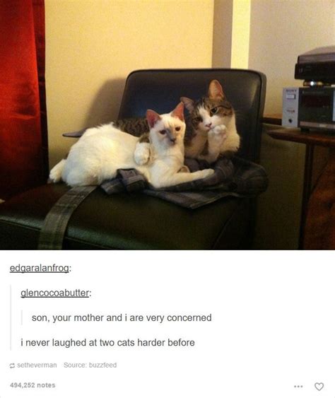 48 Of The Funniest Cats On The Internet Funny Cat