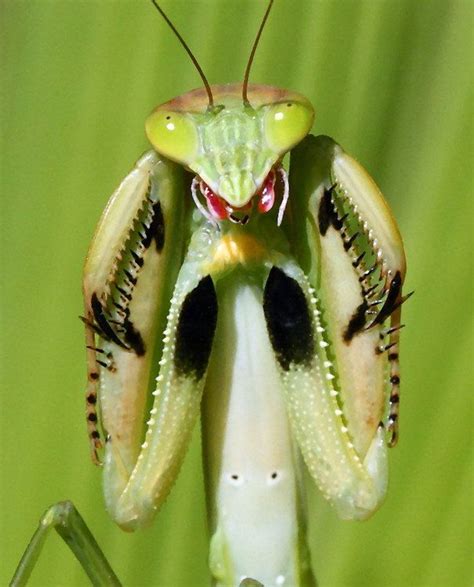 Praying Mantis Praying Mantis Cool Insects Beautiful Bugs