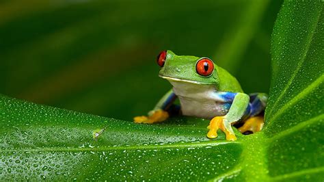 Red Eyed Green Blue Frog Is Sitting On Green Leaf With Water Drops In