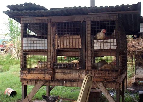 Kendalanya sering sekali botol minum malah membuat 2 yıl önce. Kandang ayam kampung ~ Ayam Kampung