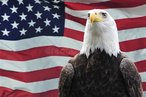 Usa Flag With Eagle Photos Cantik