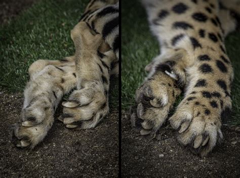 Cheetah Non Retractable Claws At The San Diego Zoo 11 30 1 Flickr