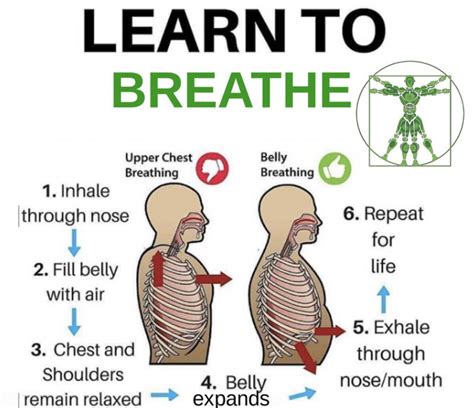 Learn To Breath Better Belly Breathing Biohacking Learning