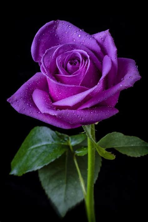 Deep Purple 76 Gorgeous Roses Youll Wish You Could Grow