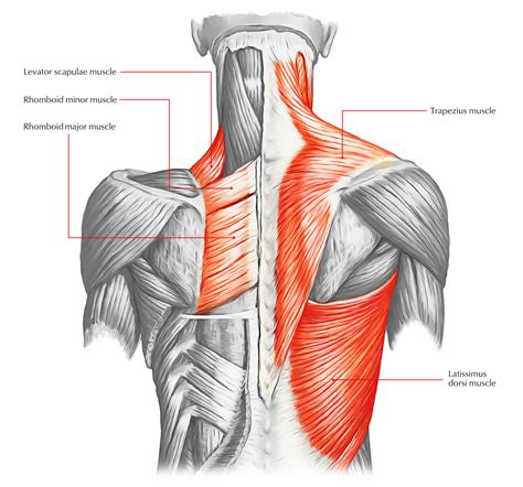 Muscles Of The Shoulder And Back Laminated Anatomy Chart Ph