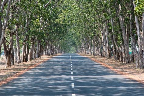 A Road Through The Canopy Of Trees Stock Photo Image Of Material