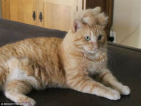 Fake Mews Cat Owners Entertain Themselves By Transforming Their Pets