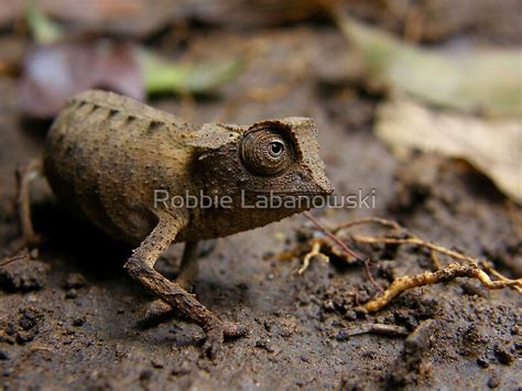 Pygmy Chameleon Brookesia Stumpffi By Robbie Labanowski Redbubble