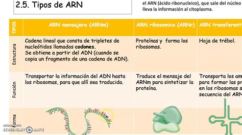 Tipos De ARN YouTube