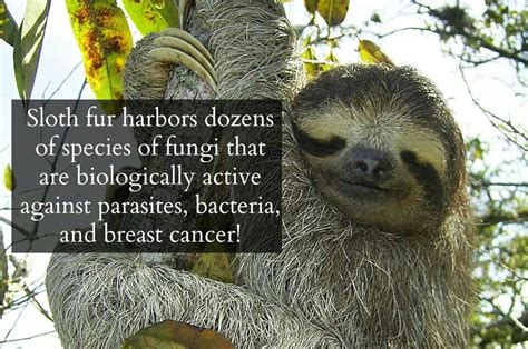 Sloths Sloth Fun Science Cancer