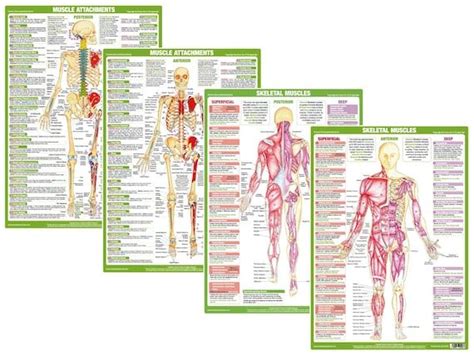 Muscle Anatomy Charts Skeletal Human Body Posters Etsy Muscle
