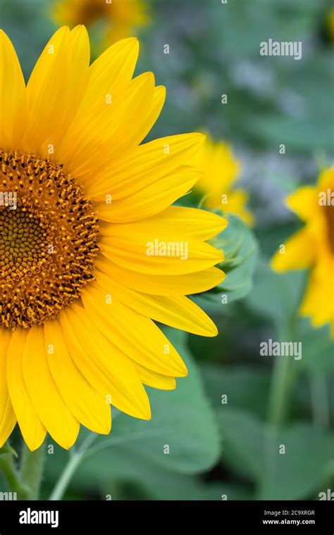 Medio Girasol Con Pétalos Amarillos Fondos Florales Papel Tapiz De