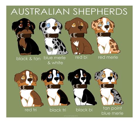 Australian Shepherd Color Patterns By Neokeia On Deviantart