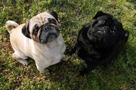 How Long Will Pugs Live Plus Common Health Problems