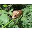 Spring Search For Small Mammals – Worcestershire Mammal Group