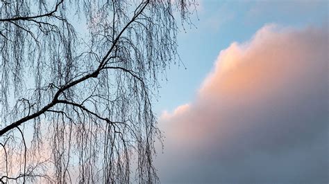 Tree Branches Clouds Wallpapers Free Download Desktop Wallpapers