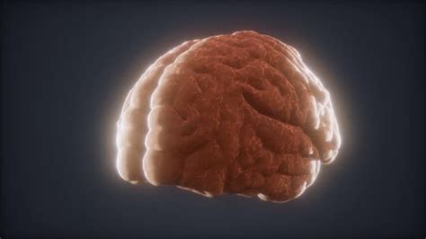 Loop Rotating Human Brain Animation Motion Graphics Videohive