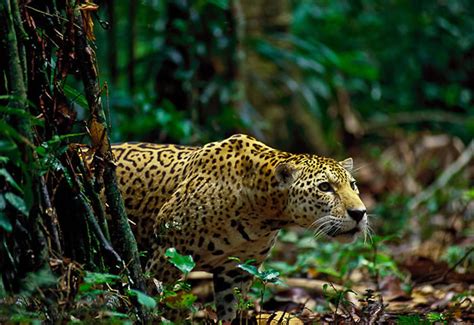 En La Selva Jaguar