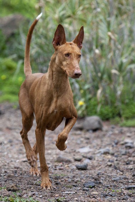 Image Result For Podenco Dog Dog Breeds Dogs Wolf Dog