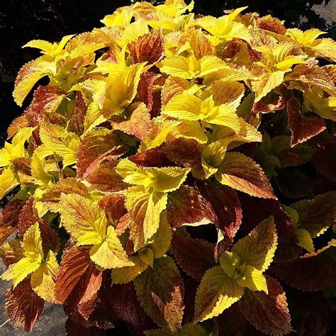 Plant sunflowers in an area that receives full sun for. Alabama Coleus Plants for Sale | Free Shipping