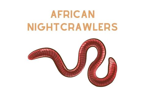 African Nightcrawlers All You Need To Know Wormskillwaste