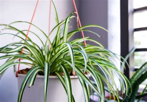 How To Grow A Spider Plant Indoors Care For Spider Plants House