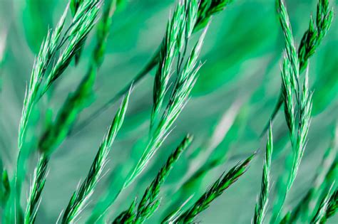 How To Grow And Care For Blue Fescue Grass