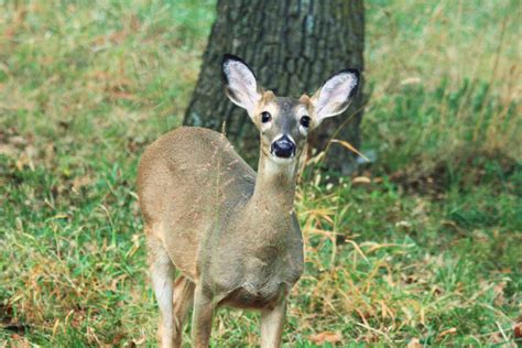 White Tailed Deer Facts And Information Hubpages