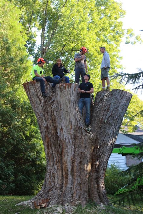 Accurate Tree Removes Scale Topping Silver Maple In Nh