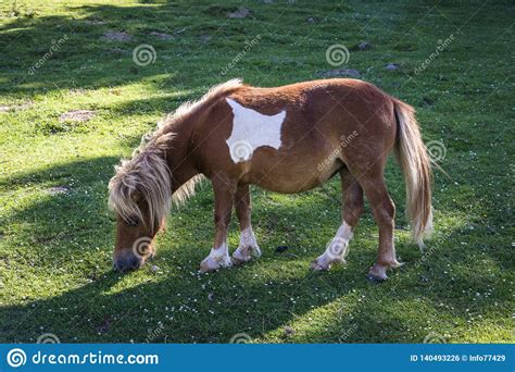 Pony Grazing Garazi Baigorri Valley Basque Country Stock Photo
