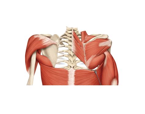 The shoulder anatomy includes the anterior, lateral & posterior deltoids, plus the rotator cuff. Posterior Muscles of Shoulder