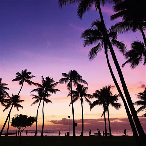 Palm Trees Are Silhouetted Against The Purple Sky At Sunset On A Tropical Beach With People