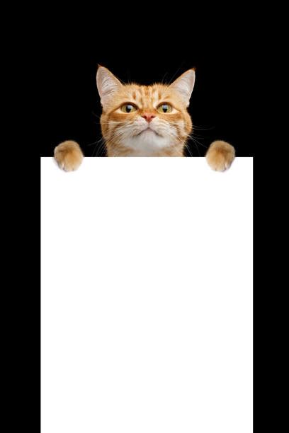 Sign Domestic Cat Holding Cute Stock Photos Pictures And Royalty Free