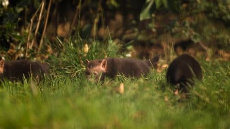 Watch Cute Bush Dog Pups Venture From Their Dens At Chester Zoo