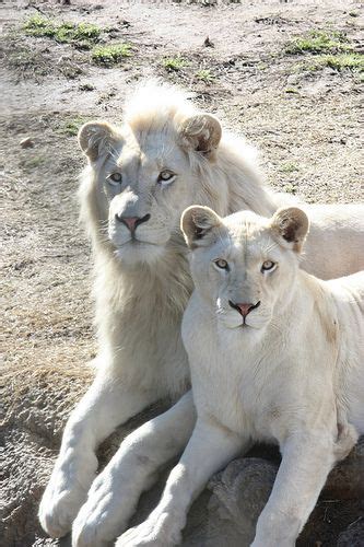 White Lions Albino Animals Rare Animals Animals