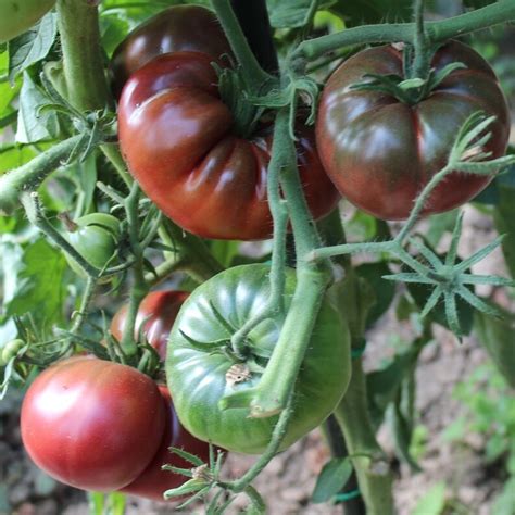50 Organic Black From Tula Heirloom Tomato Seeds Old Tomato Etsy